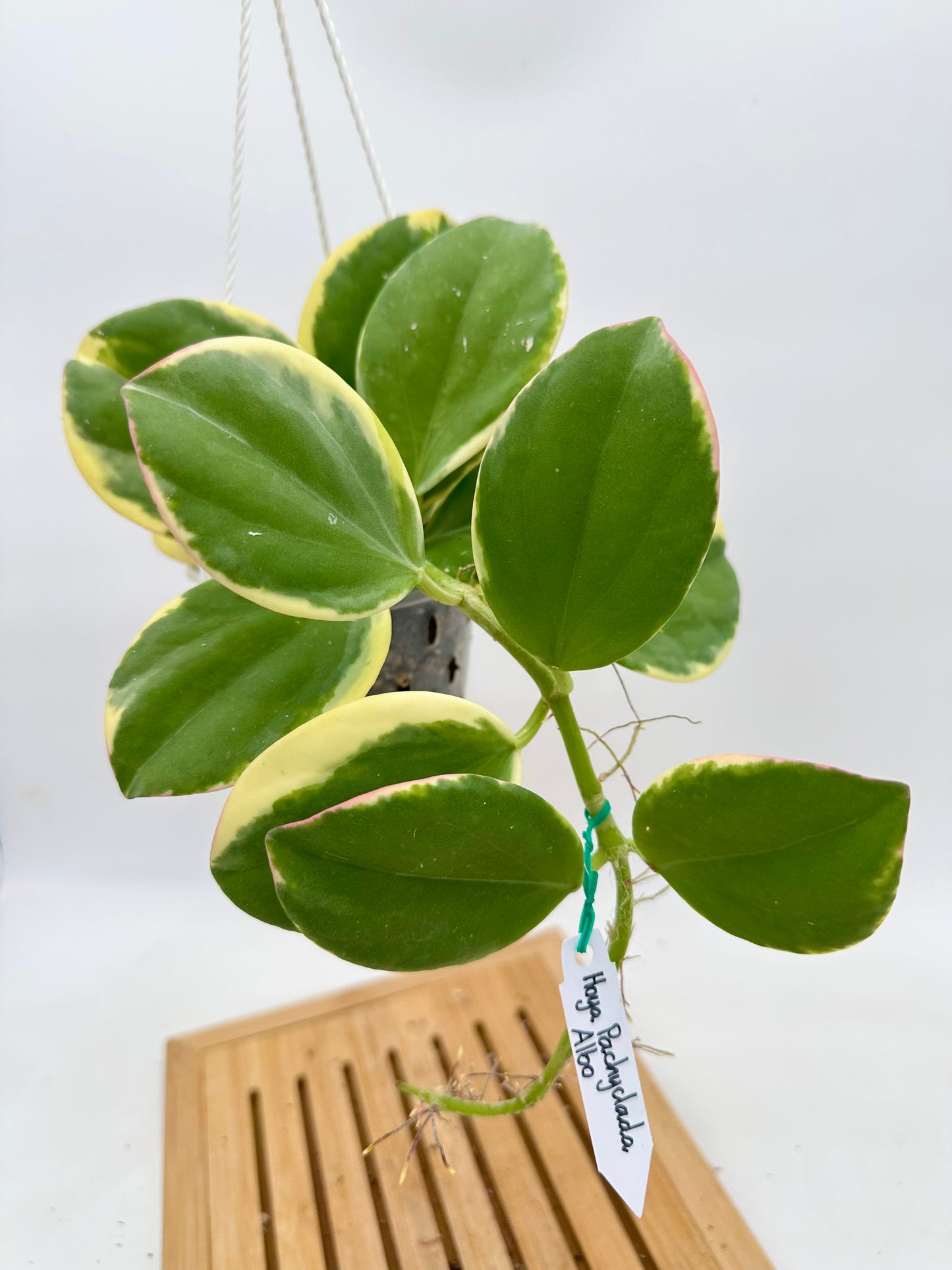Hoya Pachyclada Albo Variegated