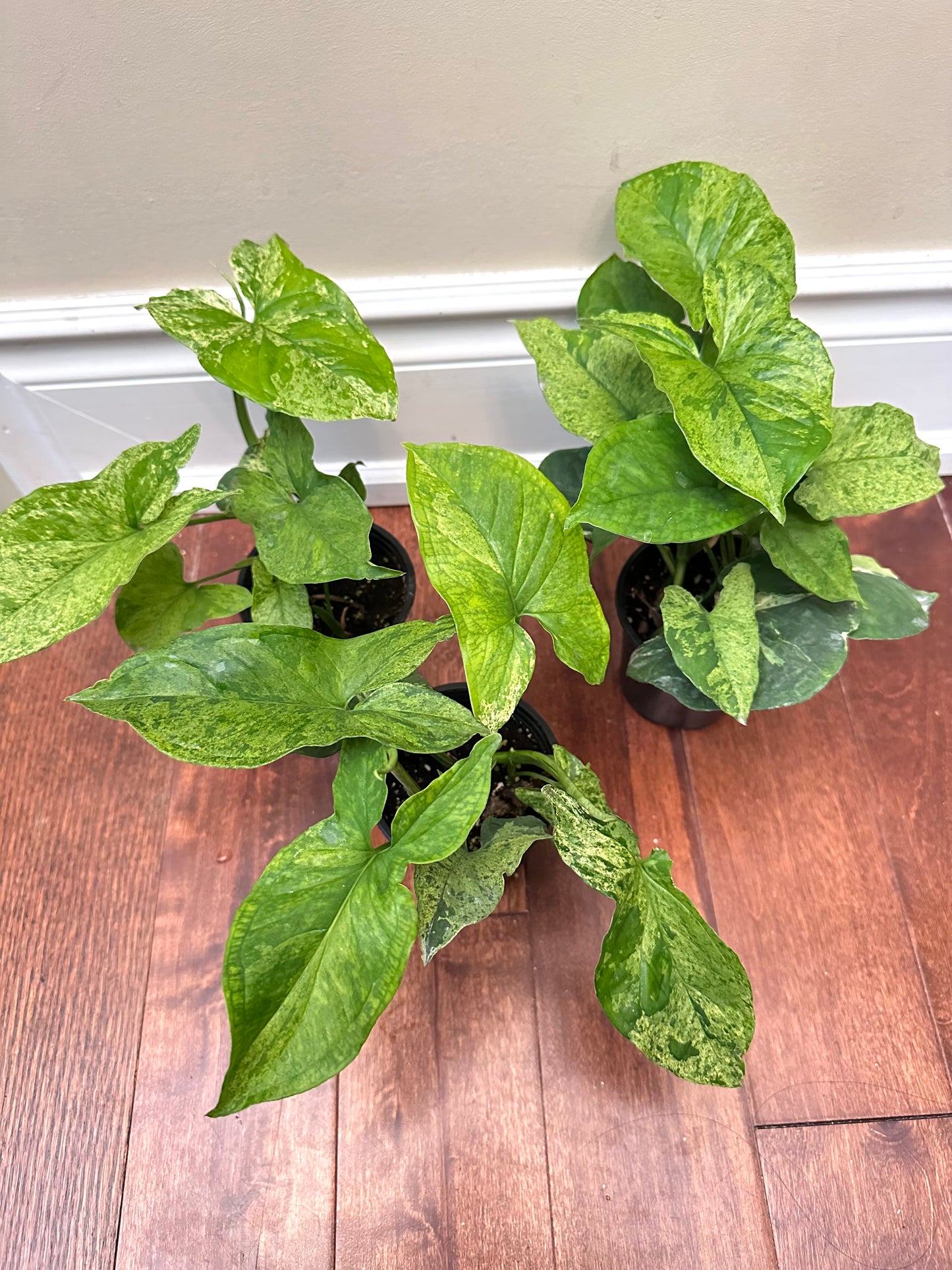 Syngonium Mojito