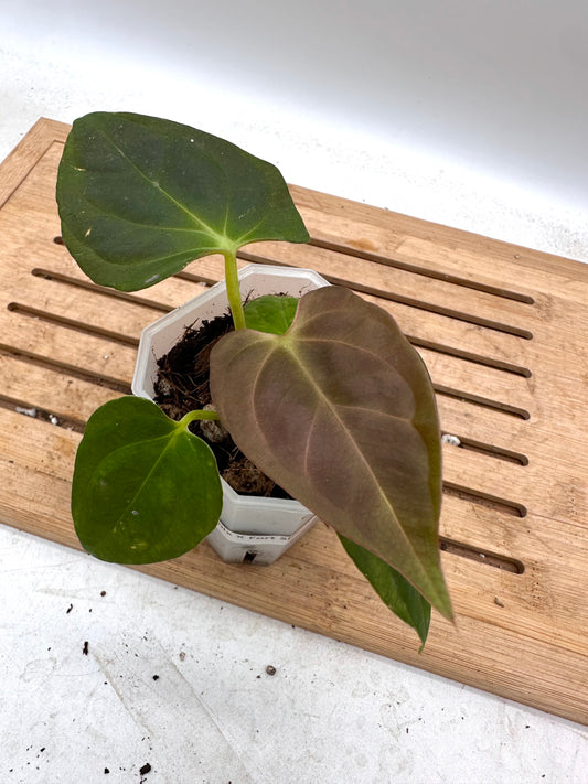 Anthurium Dark Phoenix x Fort Sherman - Thanksgiving Sale 💚