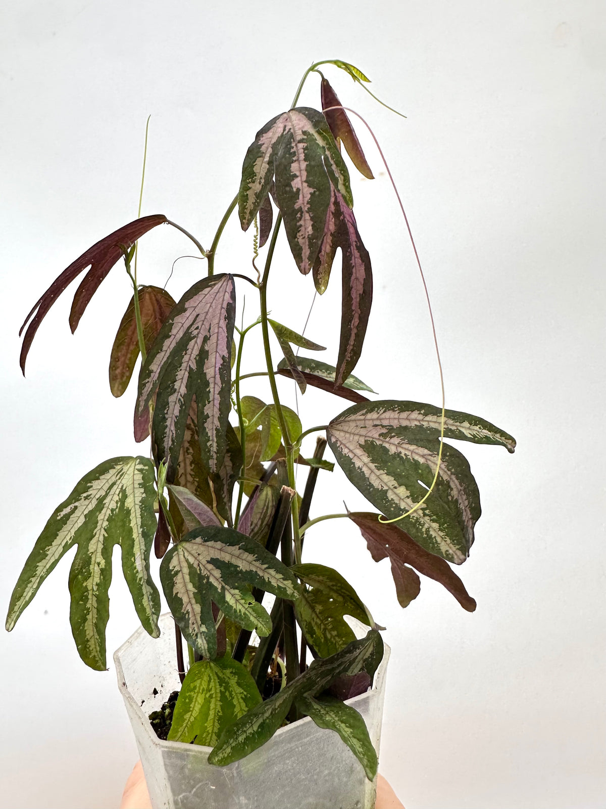 Passiflora Trifasciata Purple