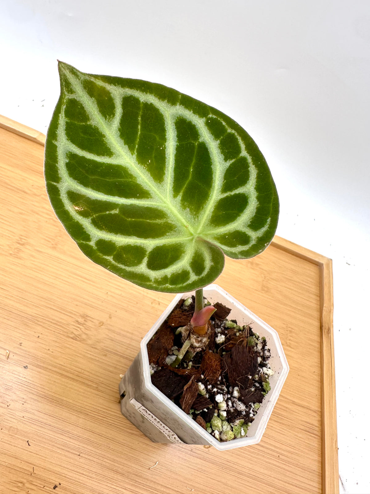Anthurium Red Tiger