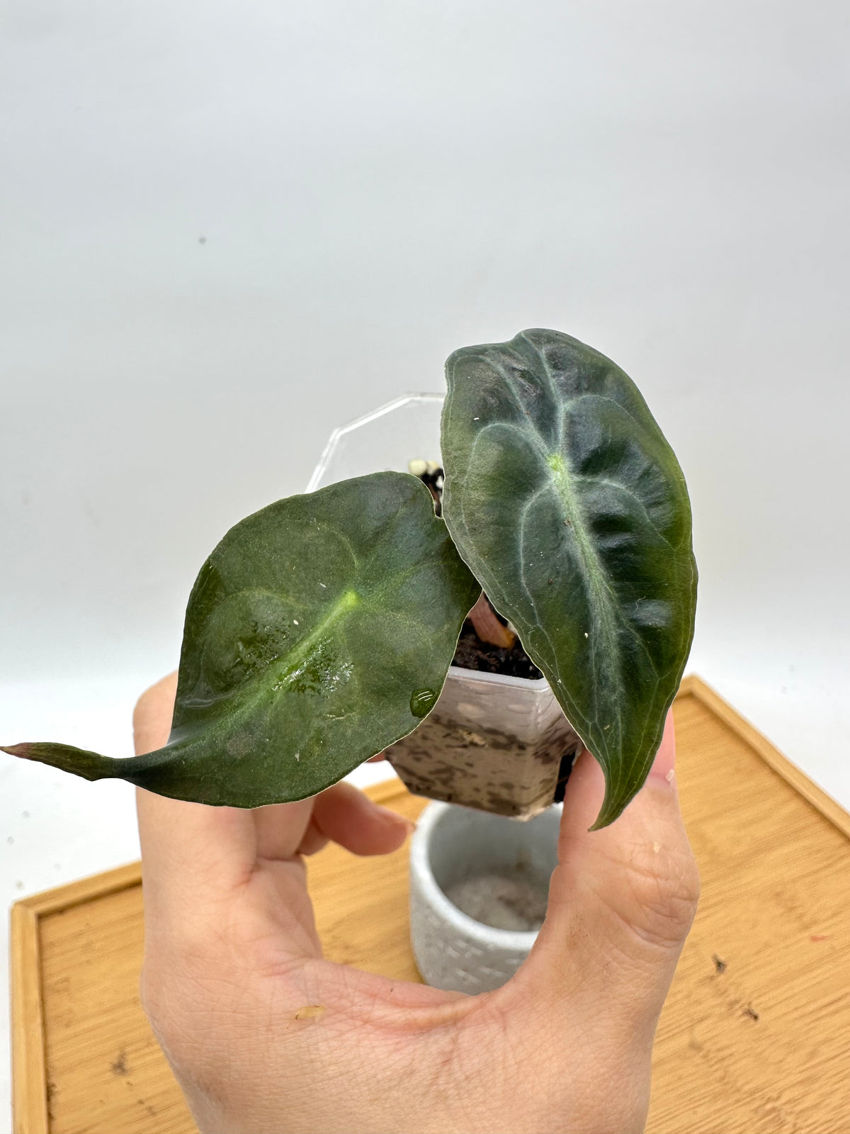 Alocasia Venom