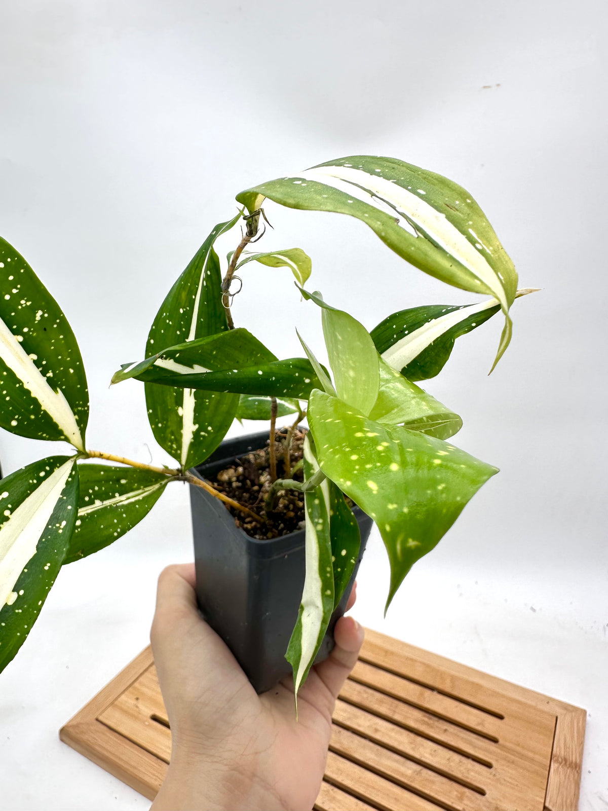 Dracaena ‘Milky Way’