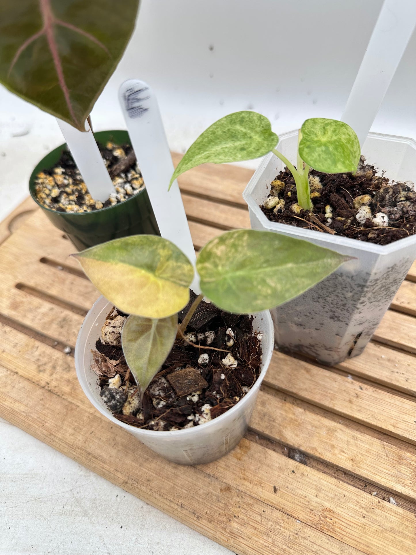 Combo Sale - Alocasia Wentii Sunset Variegated & Alocasia Suhirmaniana Purple & Alocasia Cucullata Mint Variegated