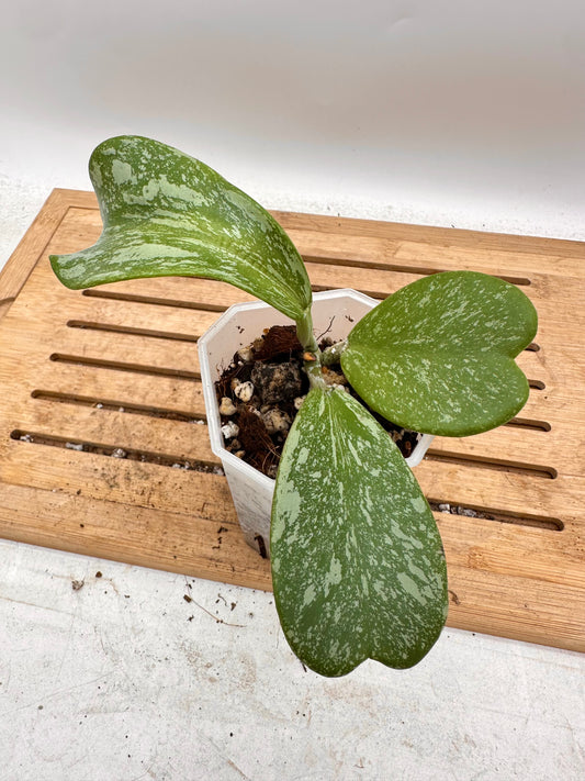 Hoya Kerri Splash