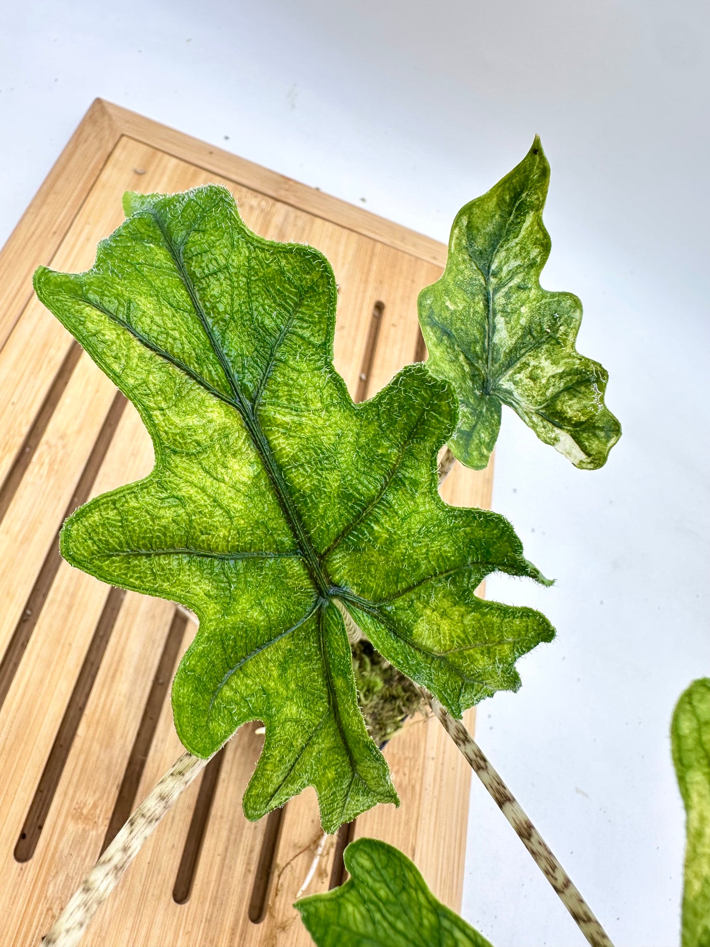 Alocasia Jacklyn Mystic Variegated