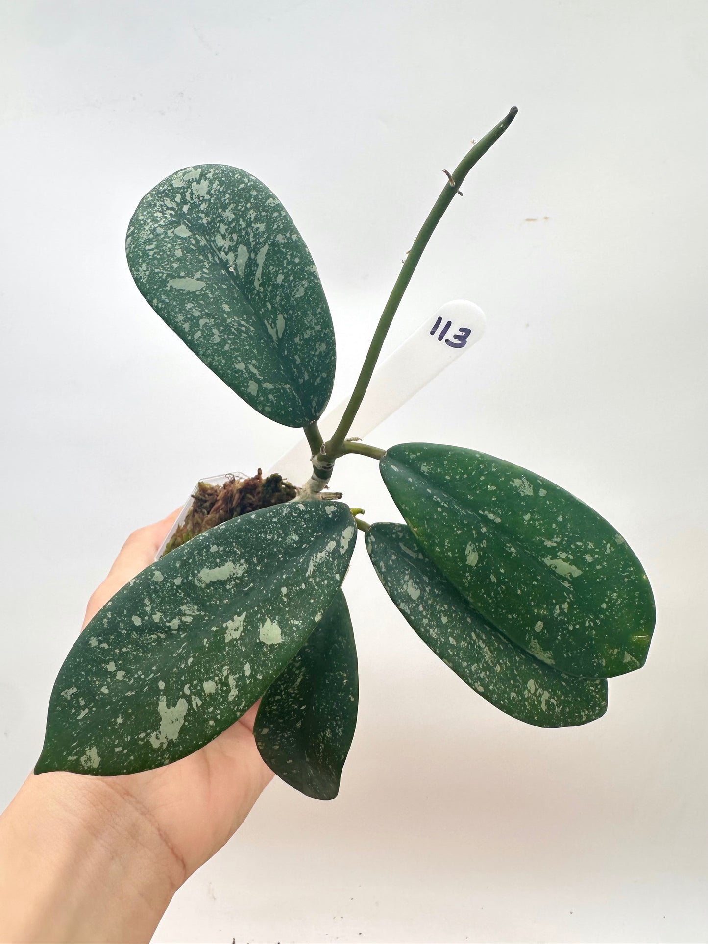 Hoya Diversifolia Splash