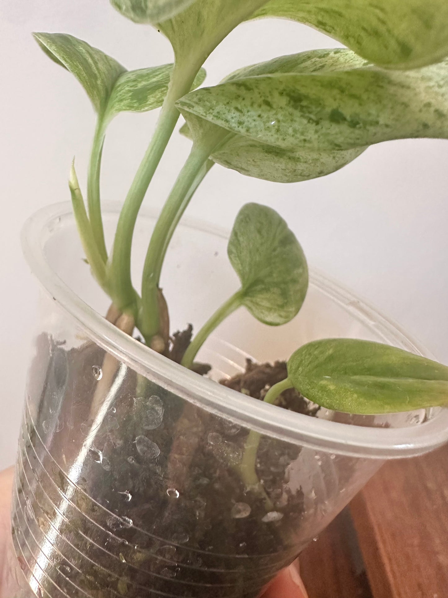 Scindapsus Superstar