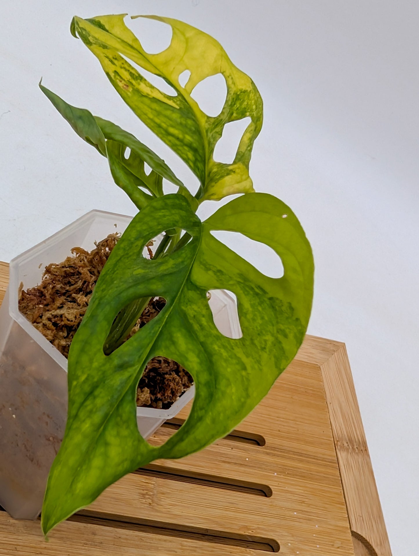 Monstera Adansonii Aurea Variegated