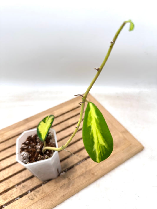 Hoya Diversifolia Maharini