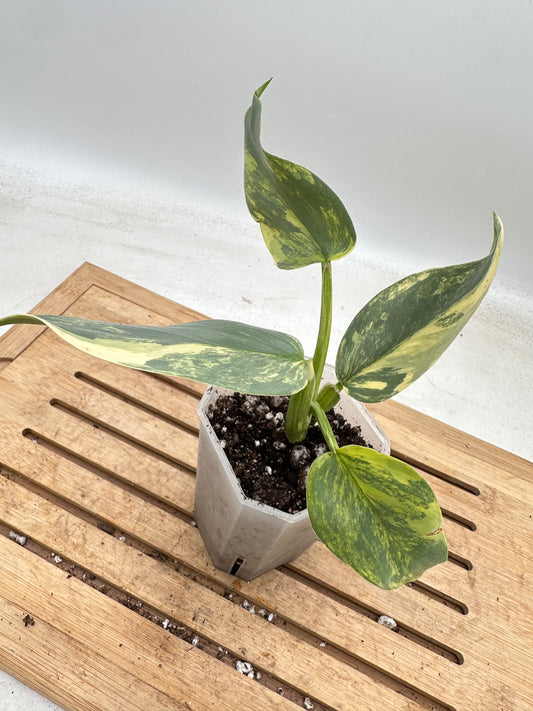 Philodendron Silver Sword Variegated - Labour Day Sale ❤️‍🔥