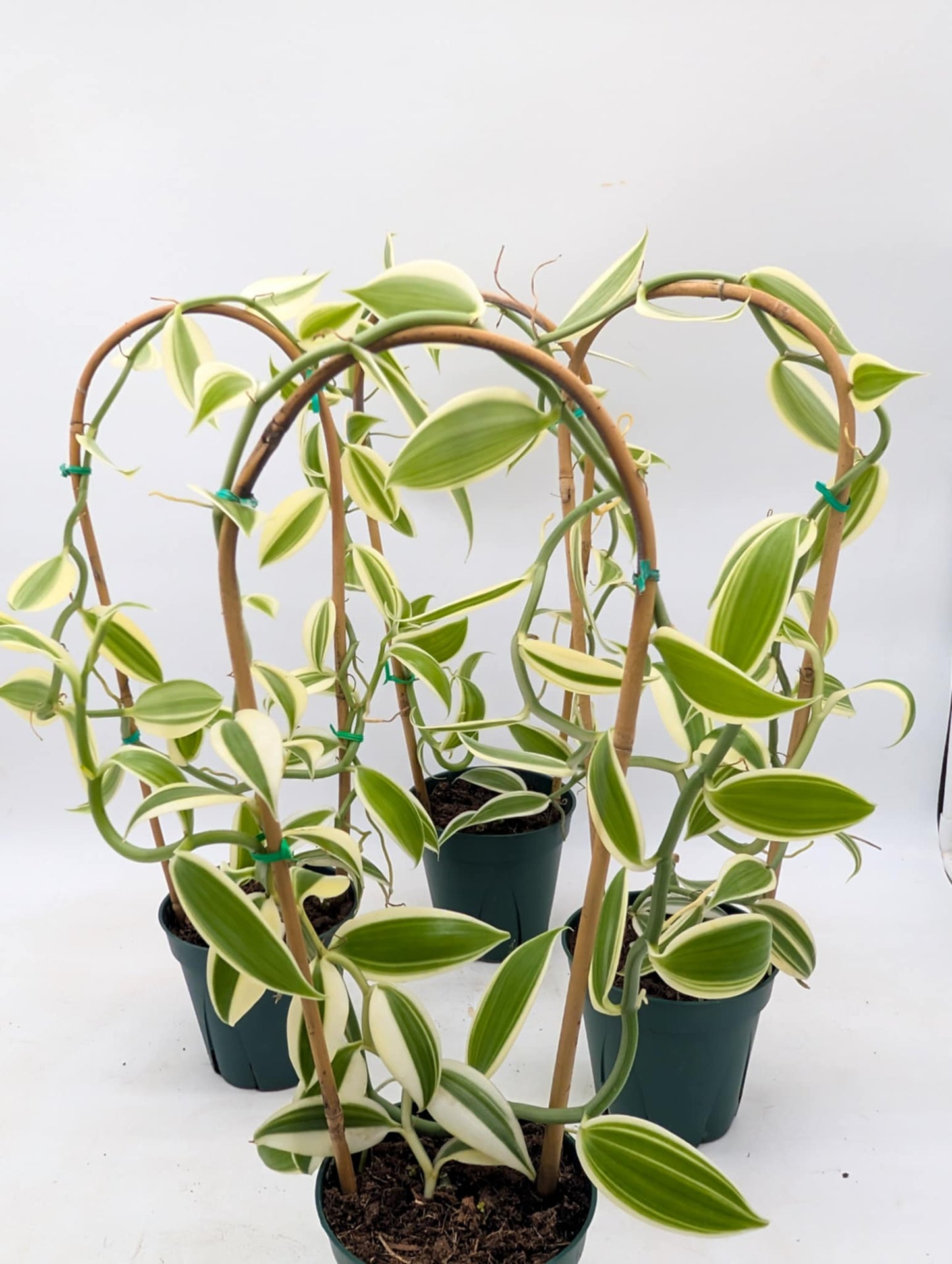 Variegated Vanilla Orchid - Good Size