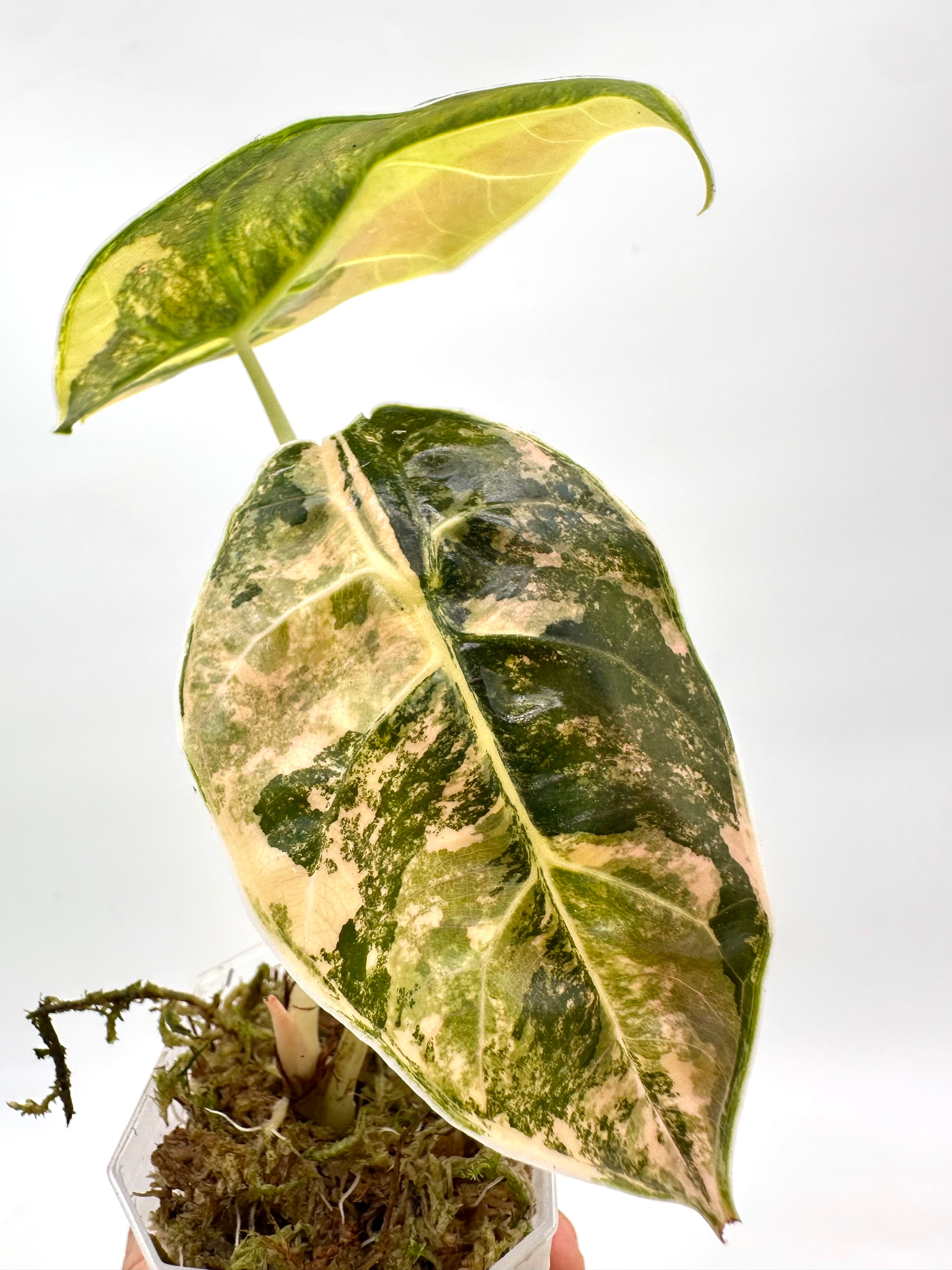 Signature Tropicals