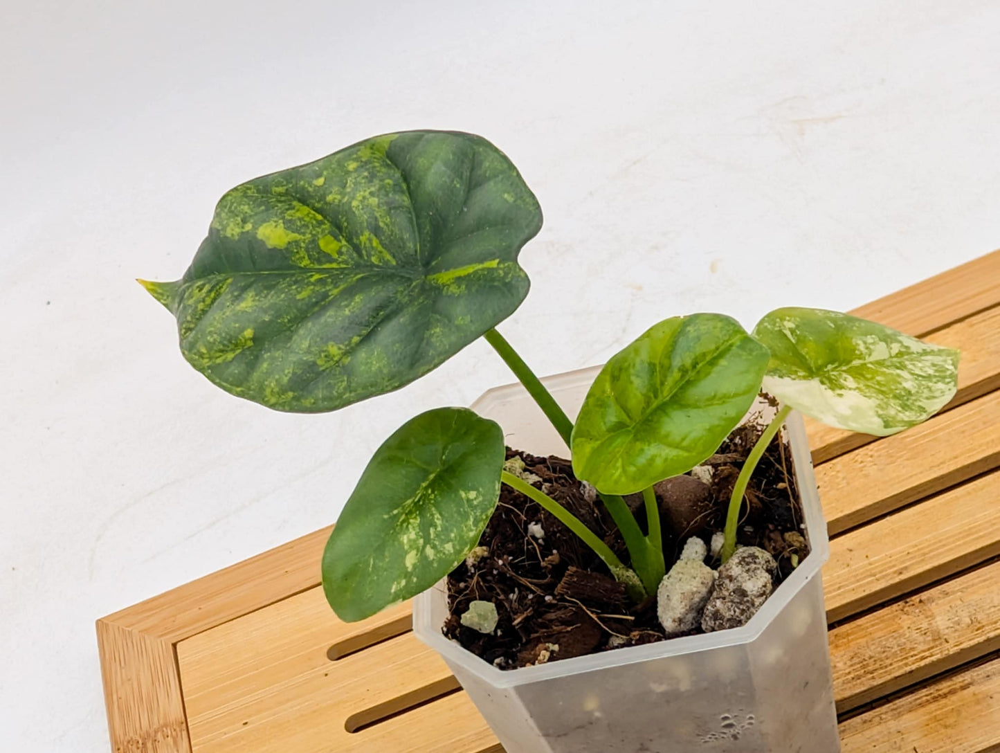 Alocasia Sinuata Aurea Variegated