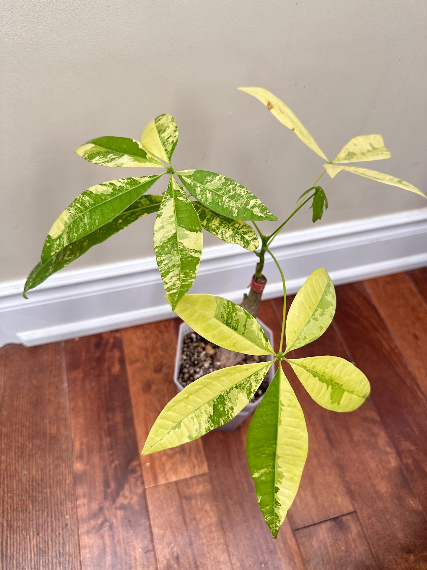 Money Tree Aurea Variegated