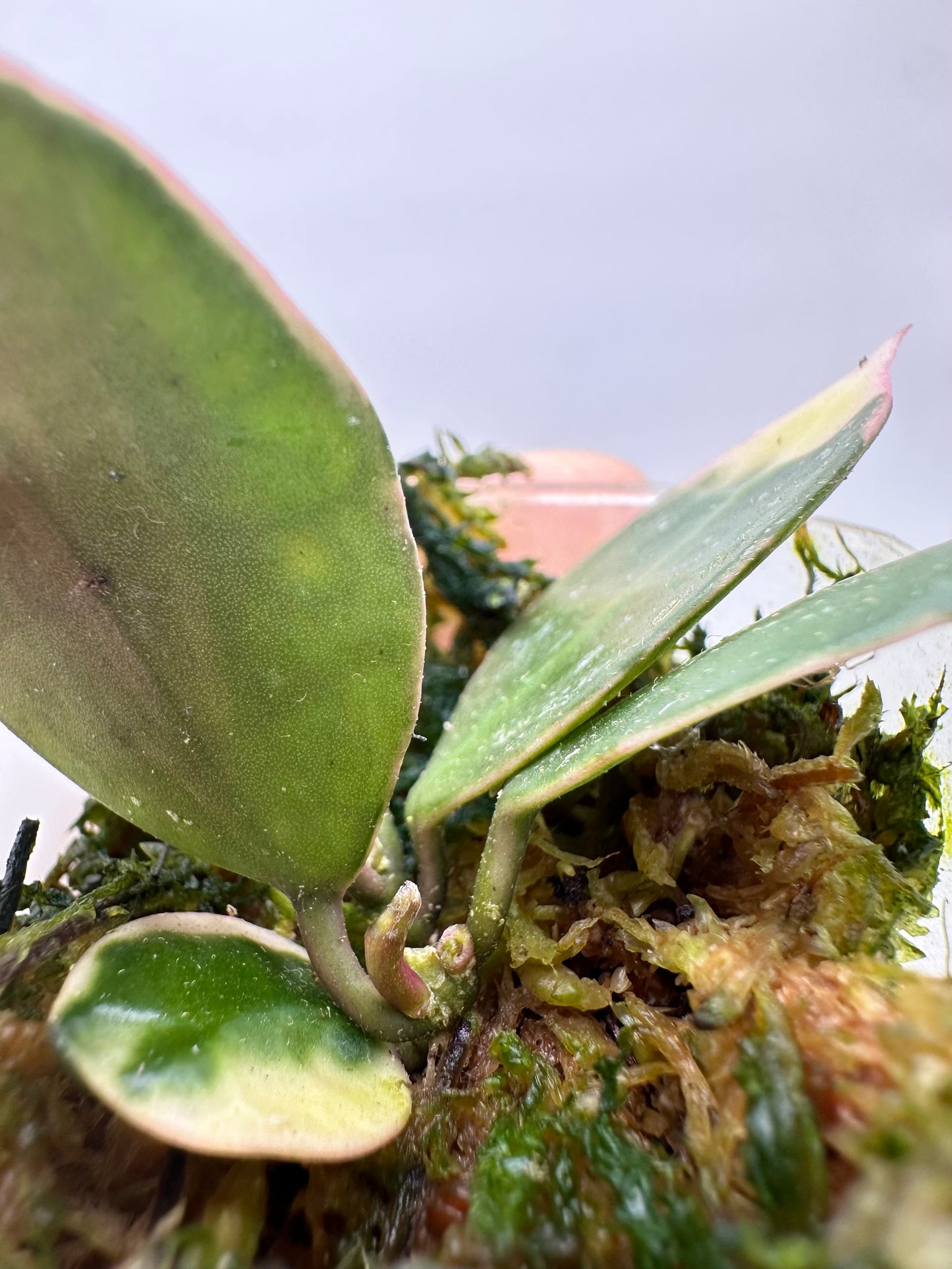 Hoya Lacunosa ‘Asami’ Variegated - Multiple Growths