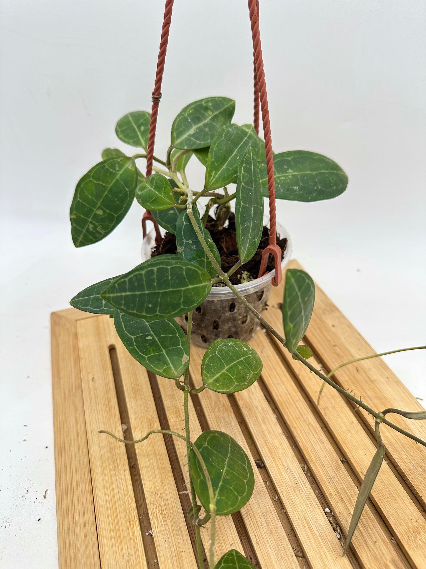 Hoya Elliptica Hanging Basket
