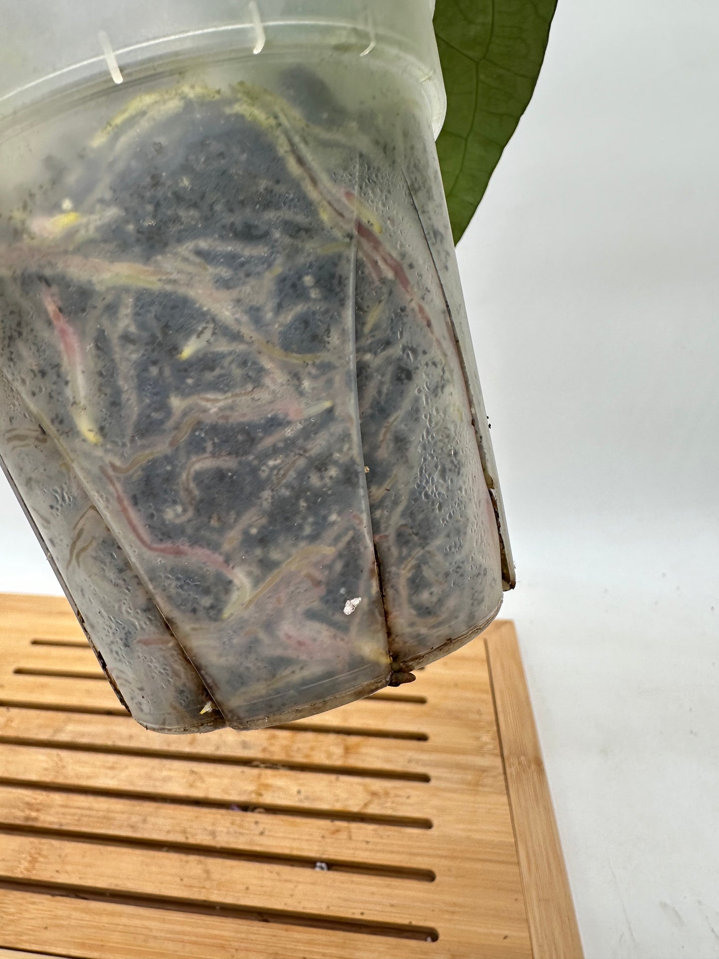 Anthurium Memoria Tim Anderson - Large