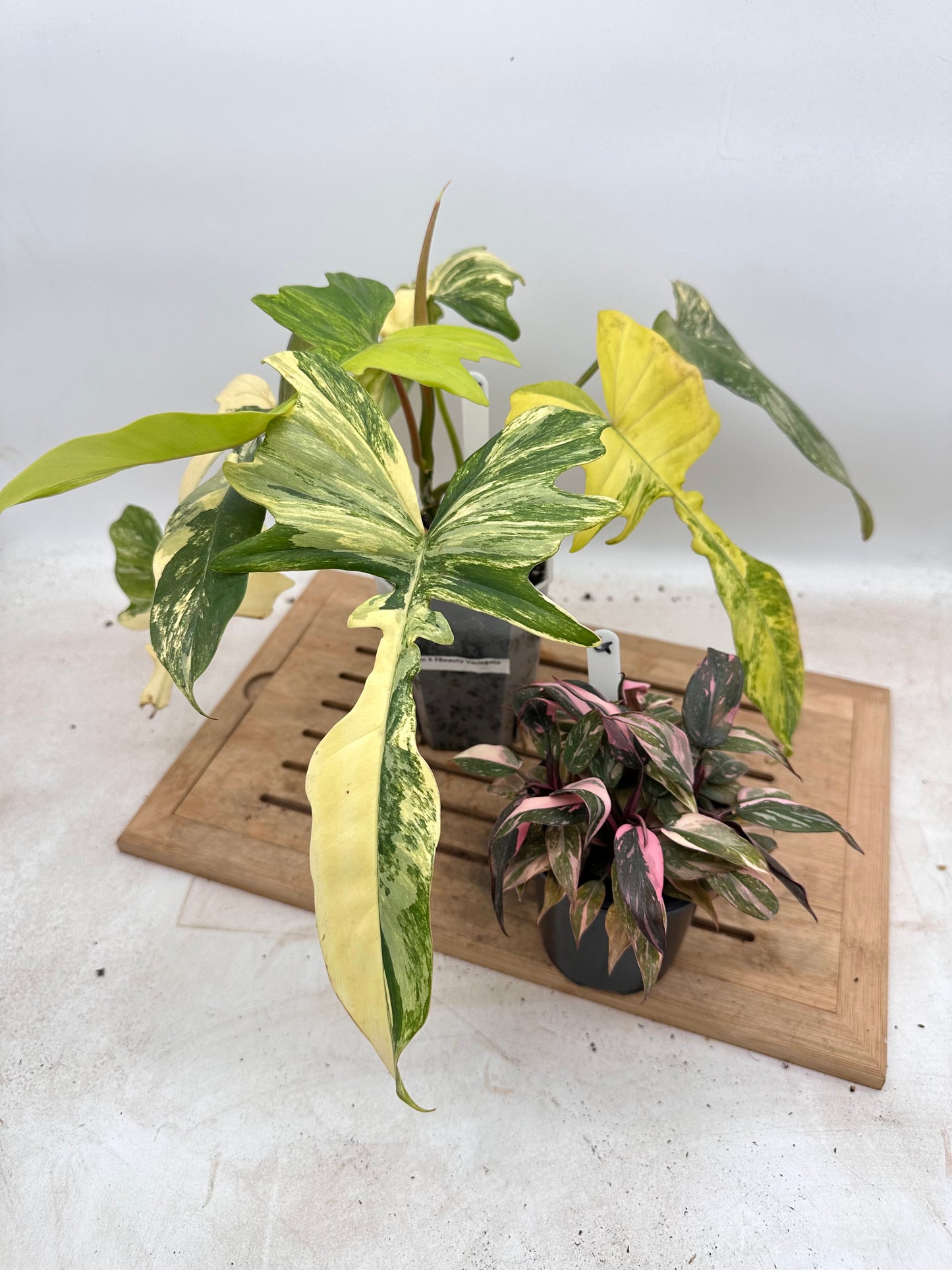 Combo Sale - Philodendron Fb x Mayoi Variegated & Pink Princess Galaxy