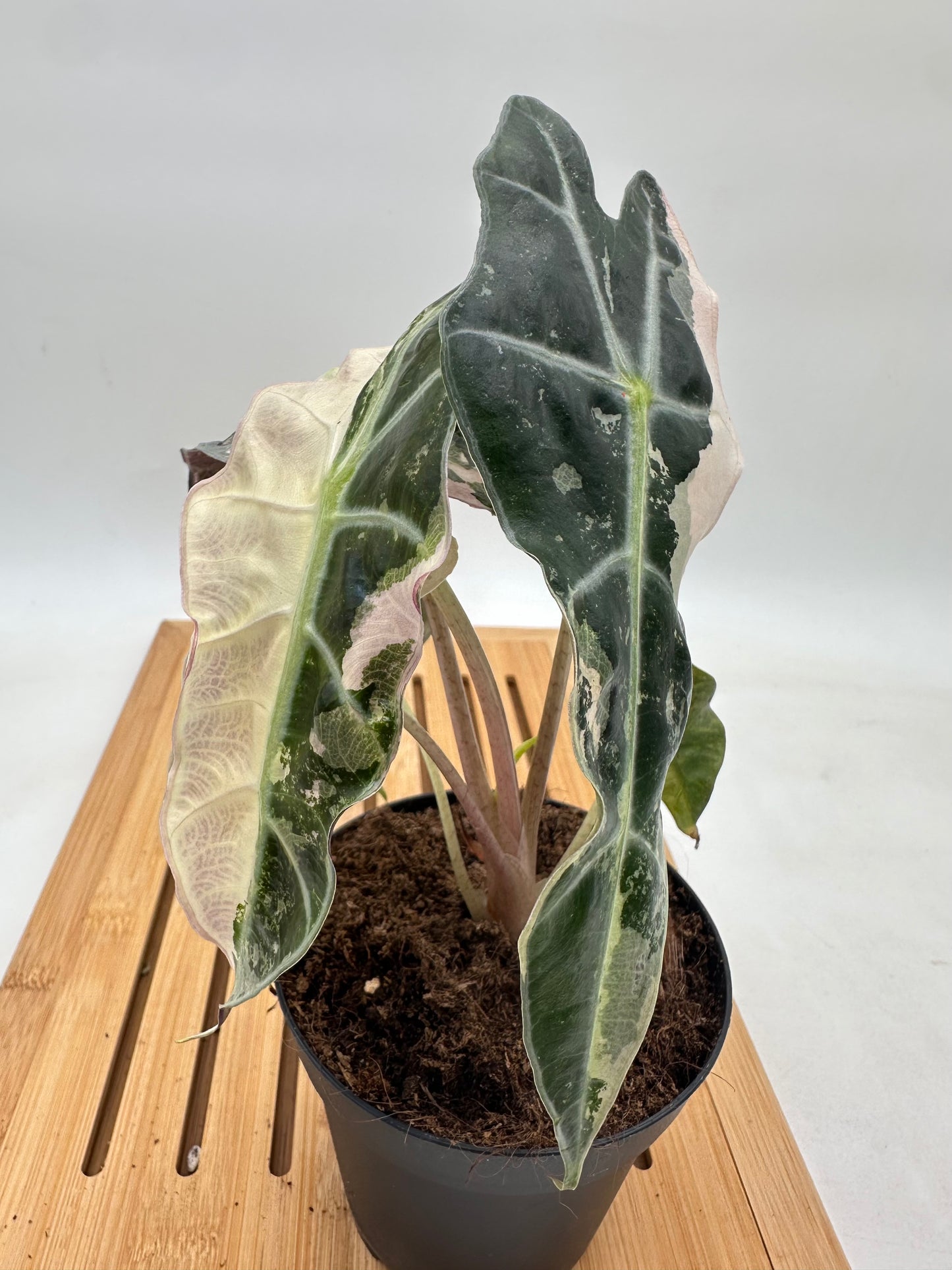 Alocasia Polly Pink Variegated