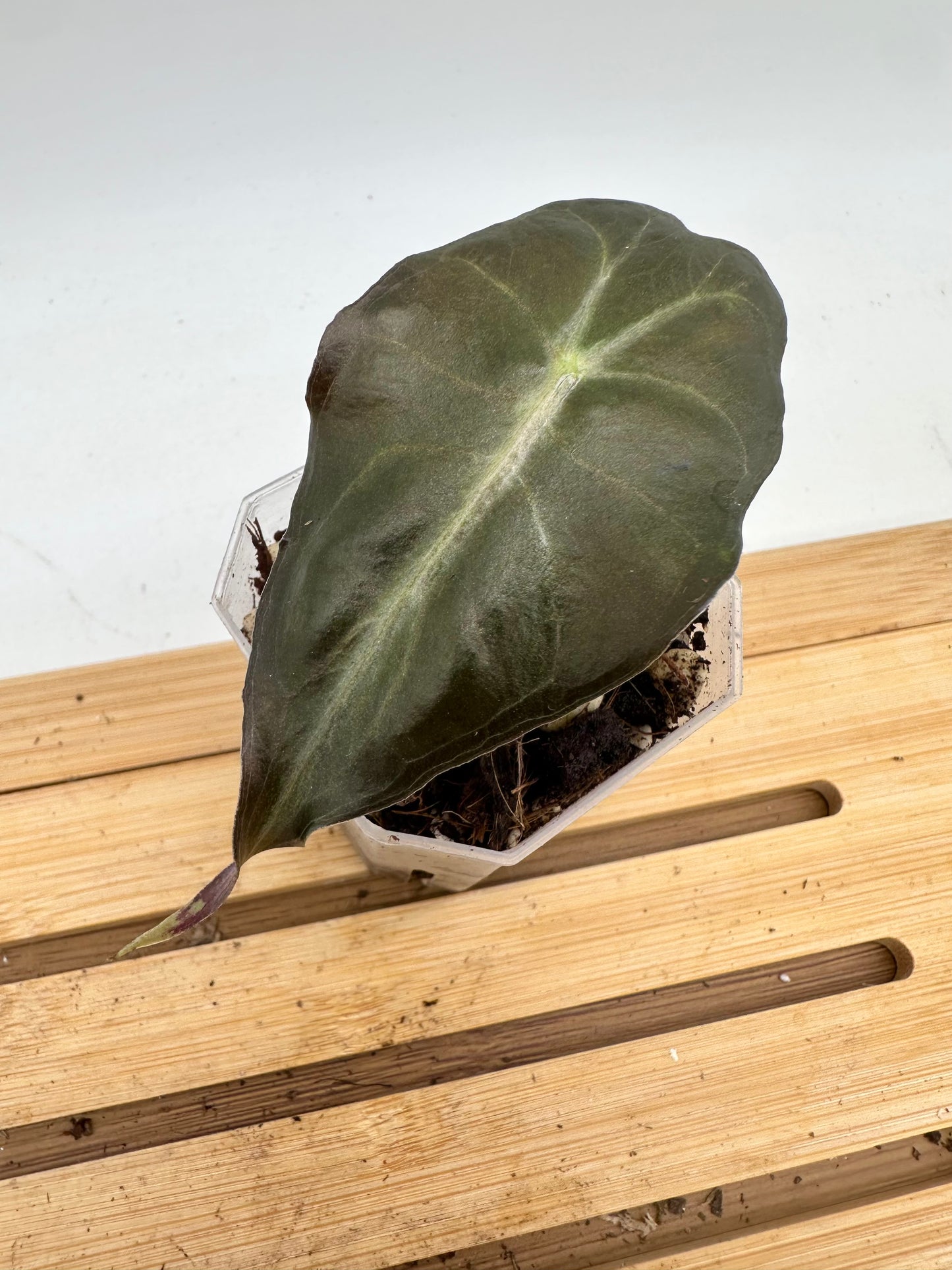 Alocasia Venom - From Corm