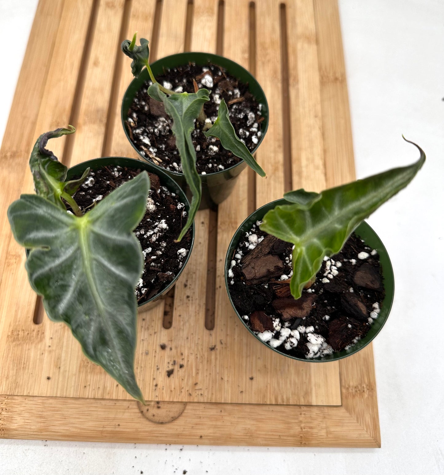 Alocasia Loco