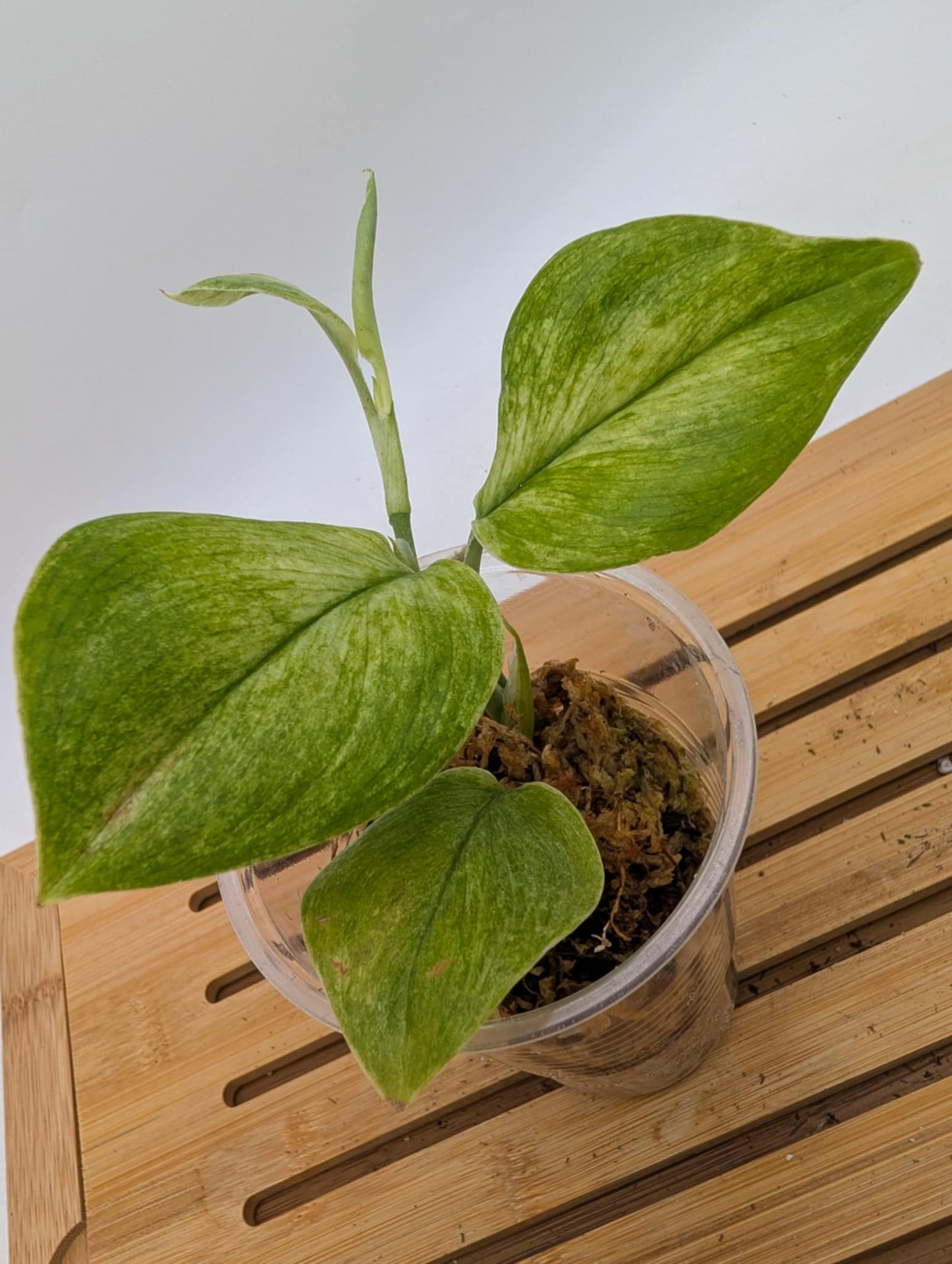 Scindapsus Moonlight Mint Variegated