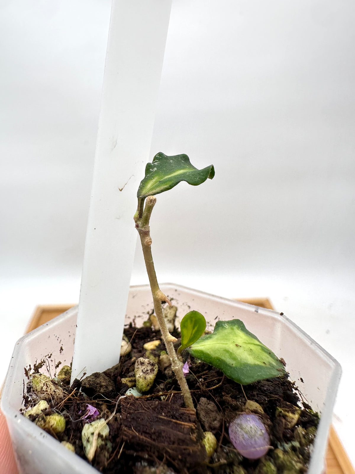 Hoya kanyakumariana Variegated - 2 Growths