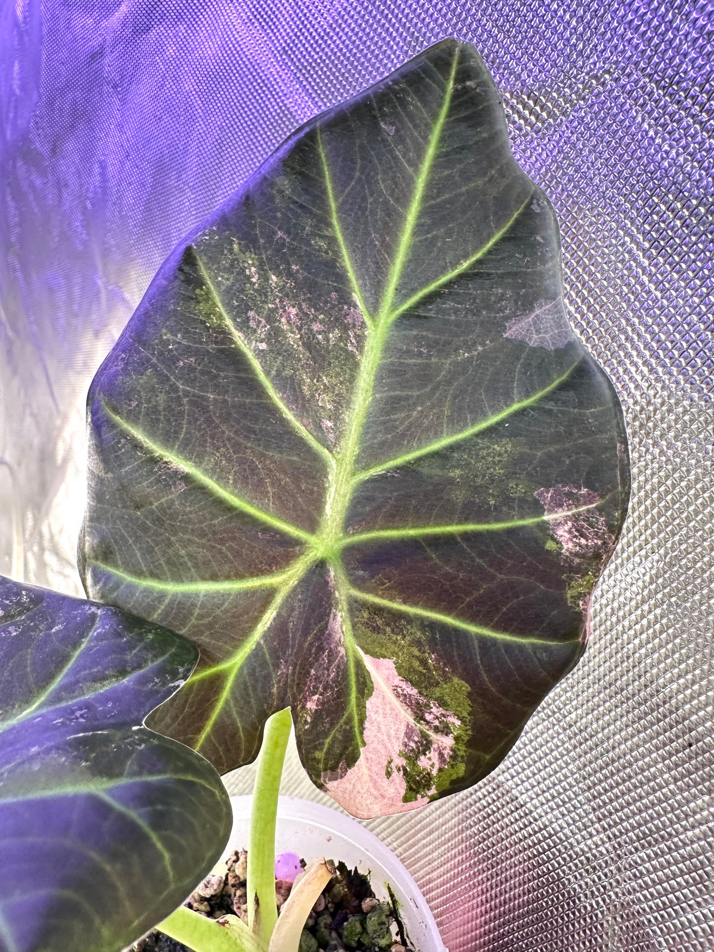 Alocasia Regal Shields Albo Variegated - Grown from a big corm
