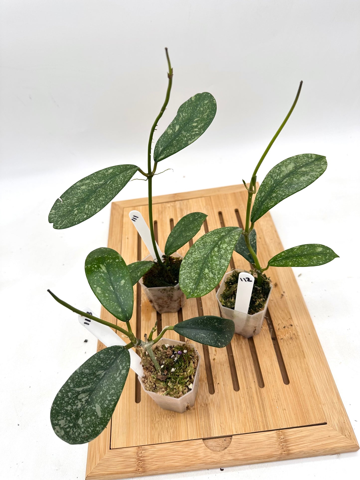 Hoya Diversifolia Splash 111 112 113