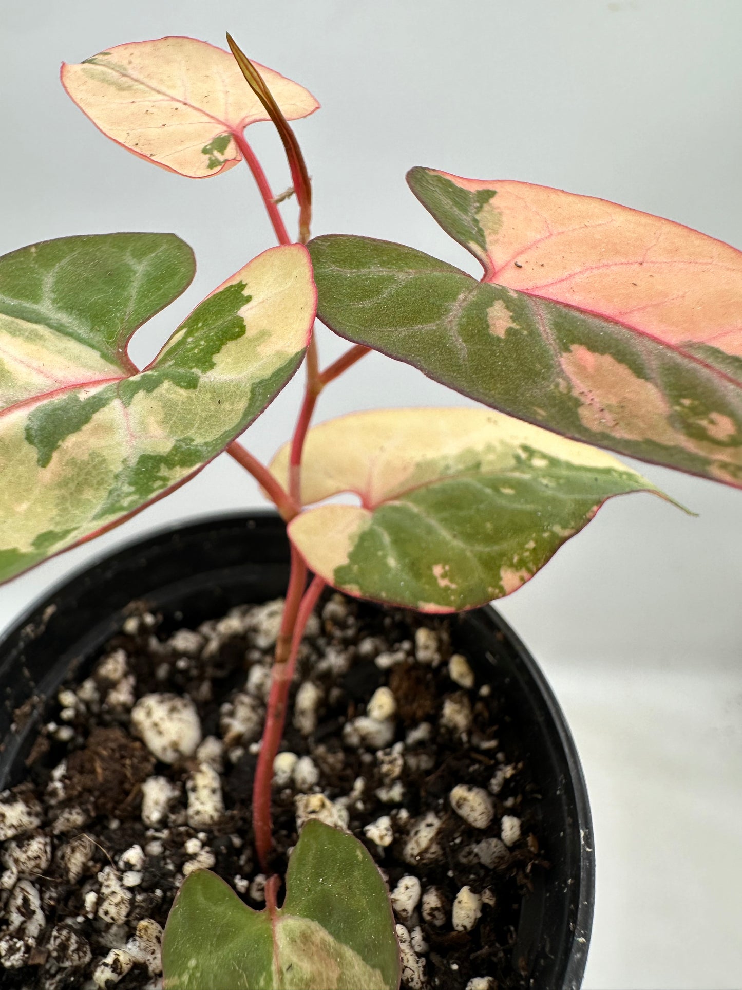 Variegated Multiflora Fallopia