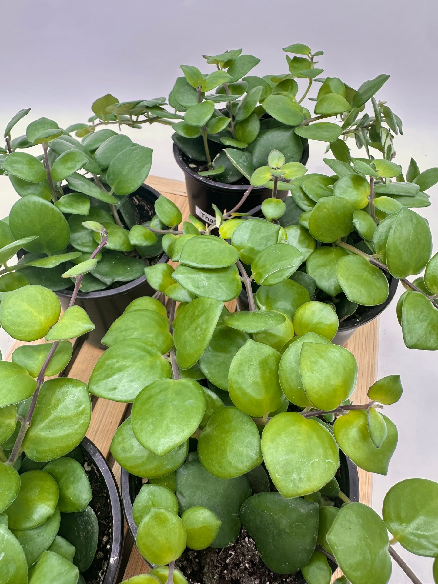 Thai Pink 🌸 Lipstick Plant
