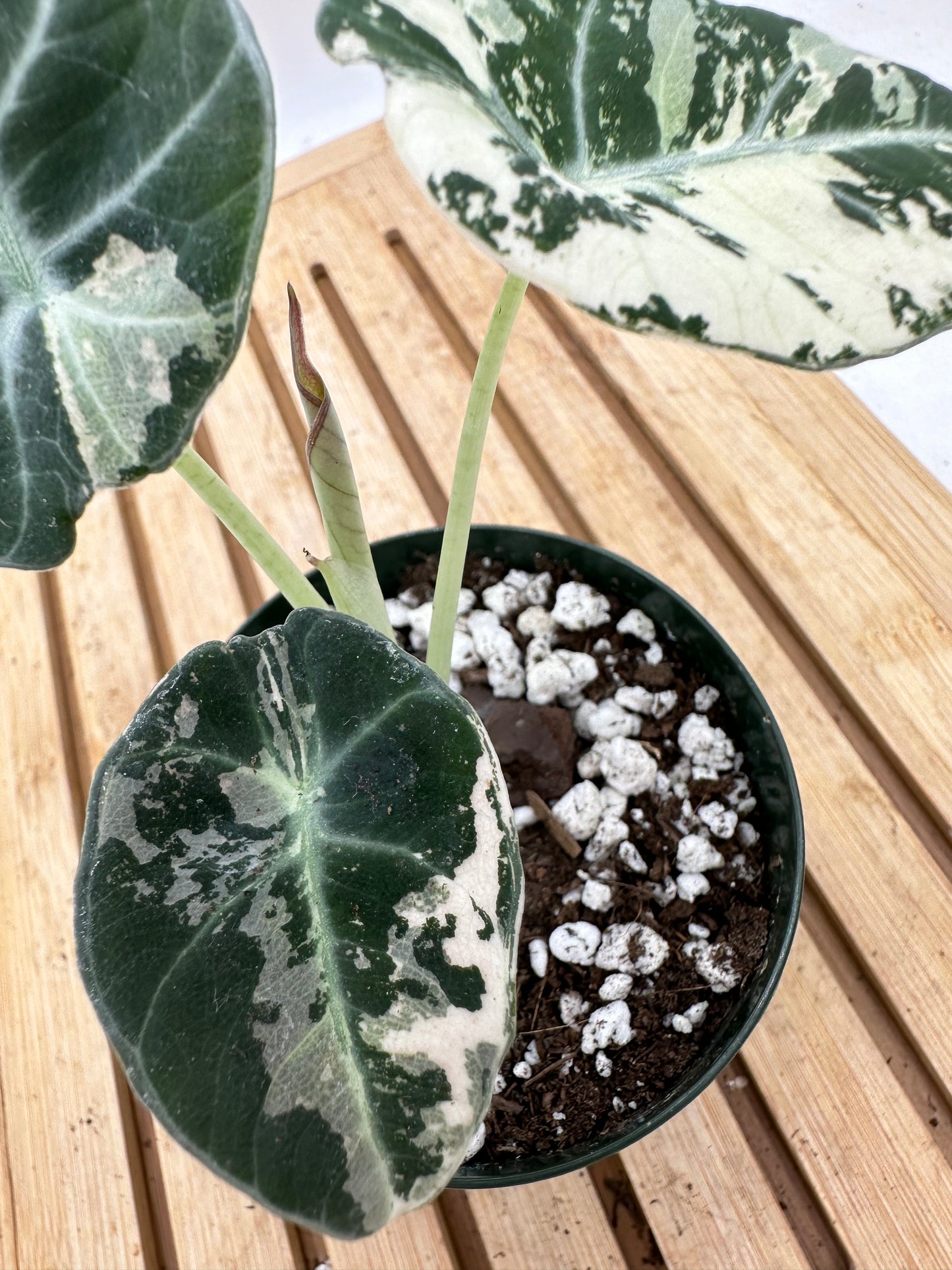 Alocasia Black Velvet Pink Albo Variegated