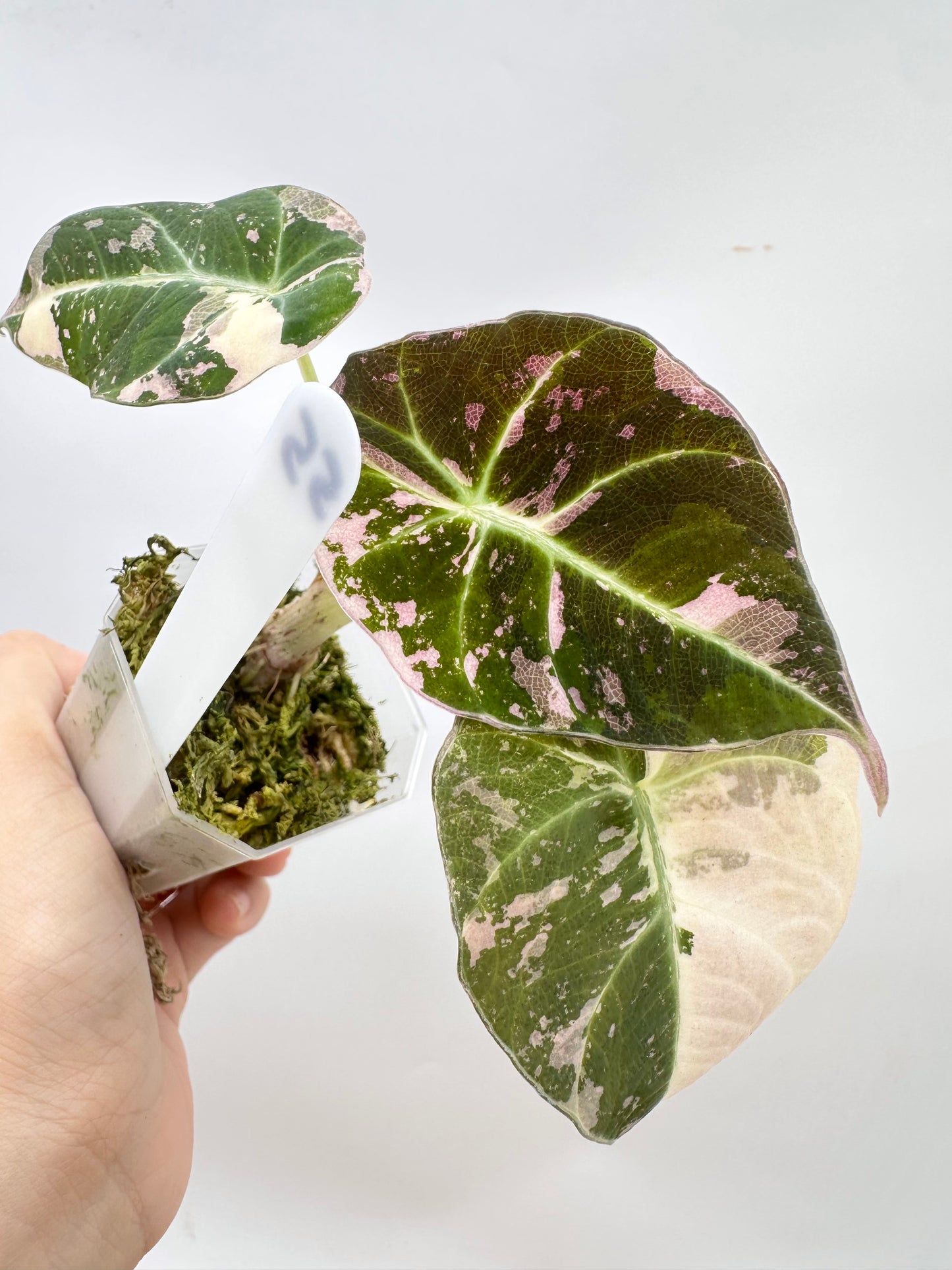Alocasia Black Velvet Pink Albo Variegated