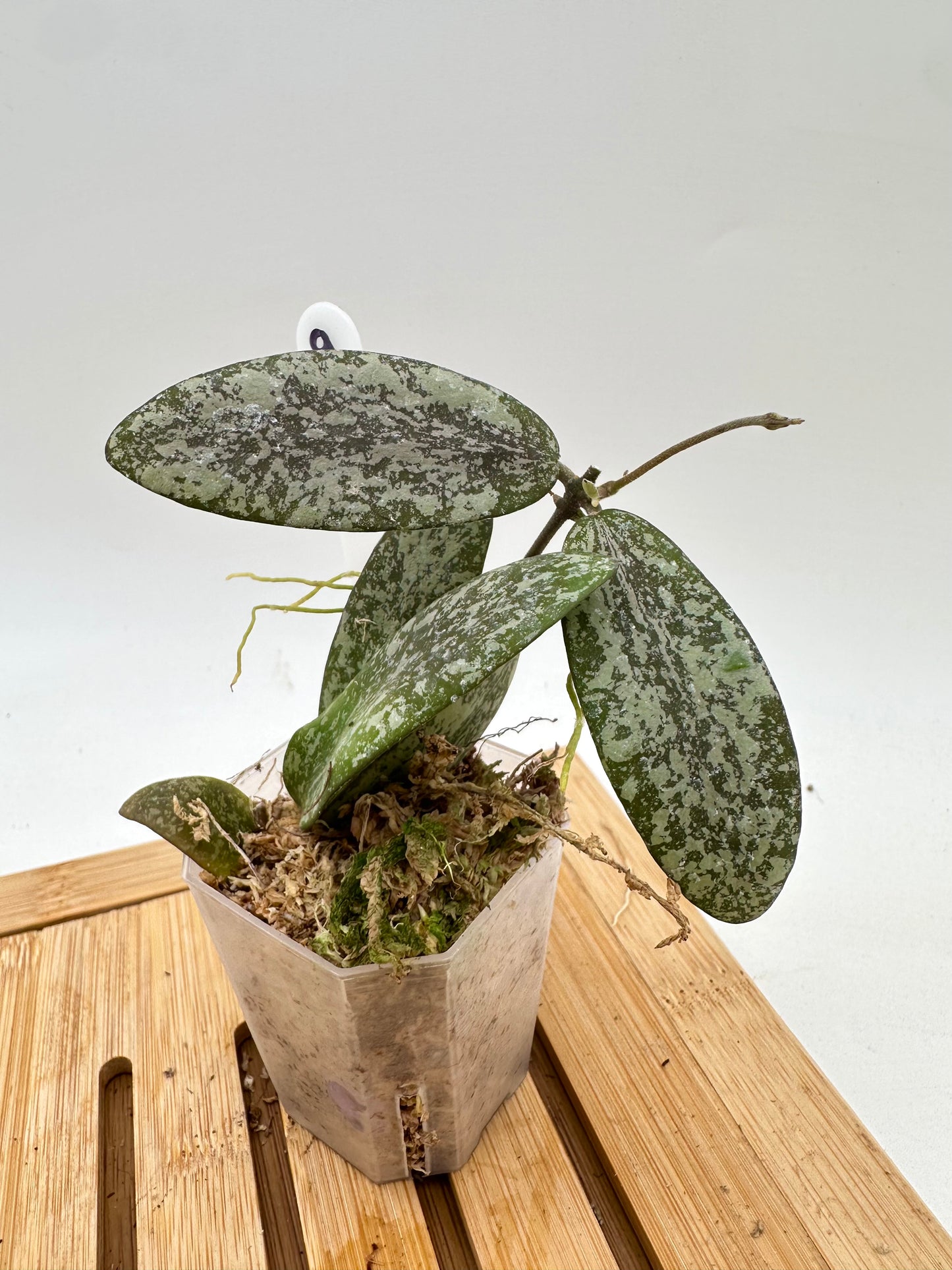 Hoya Sigillatis Silver AH001