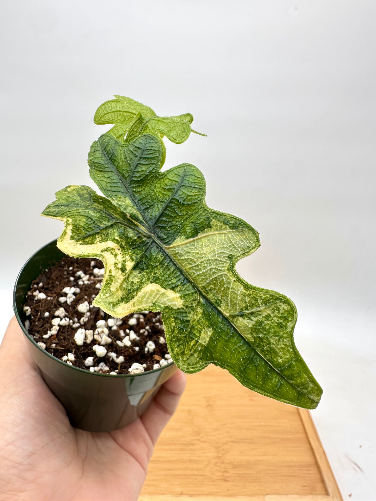 Alocasia Jacklyn Variegated