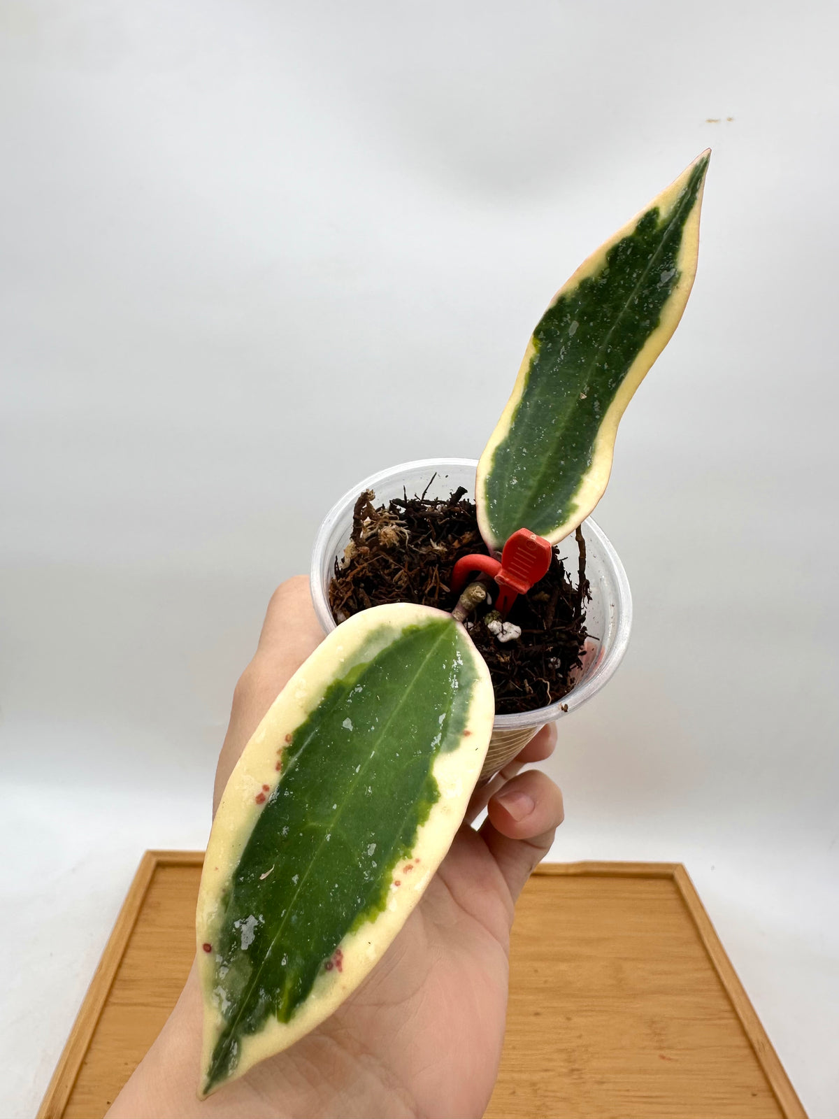 Hoya Rangsan Splash Albo Variegated