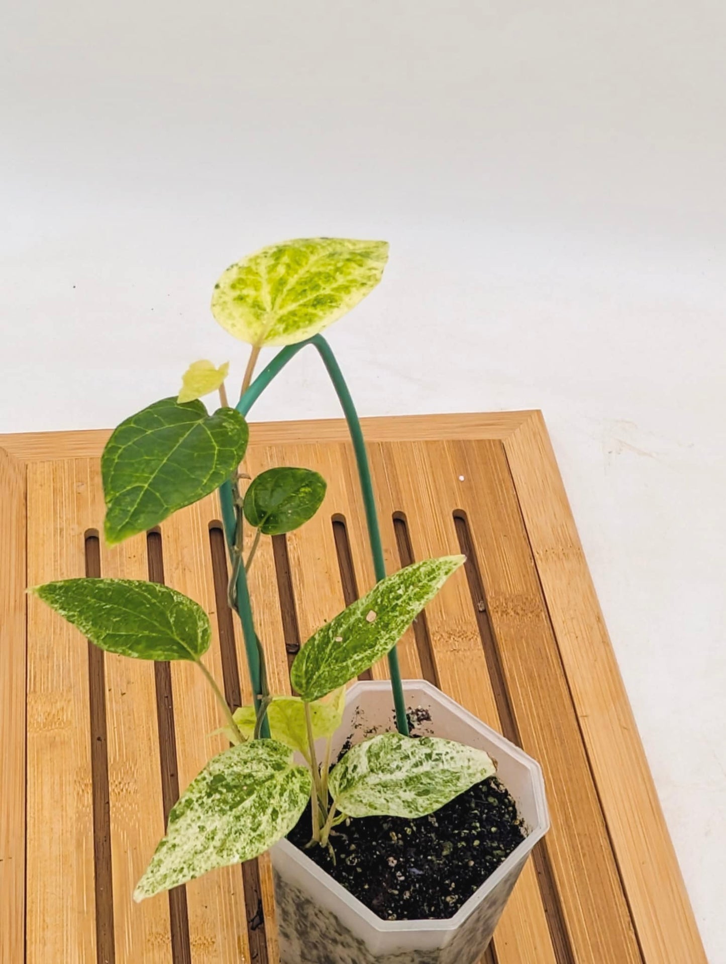 Piper Macropiper Variegated - Multiple Growths