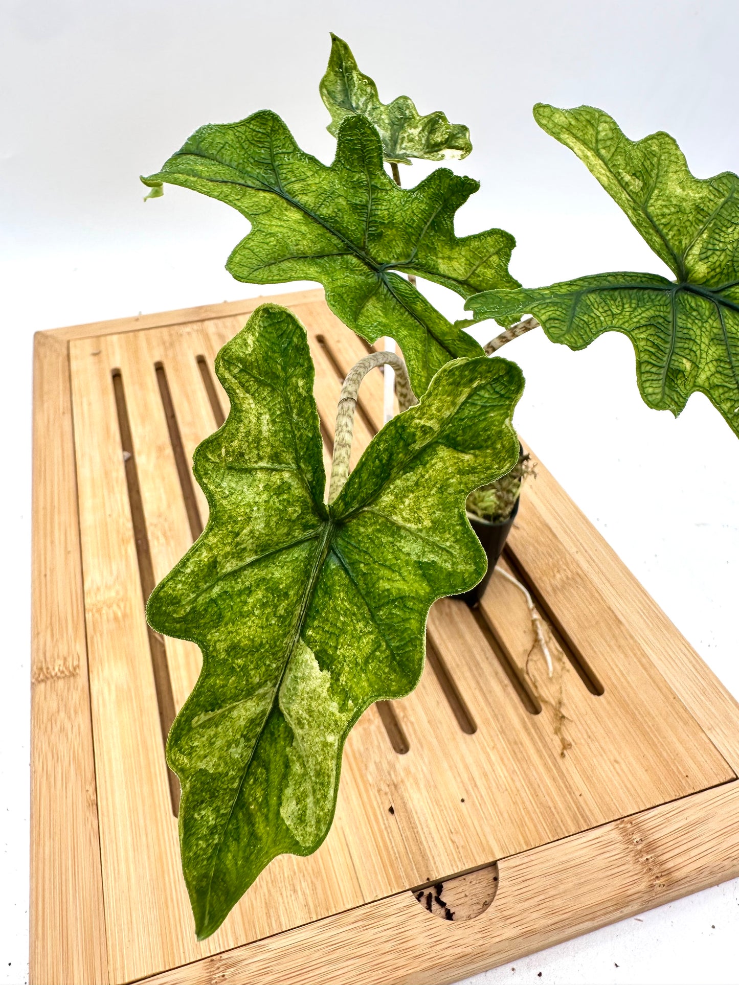 Alocasia Jacklyn Mystic Variegated