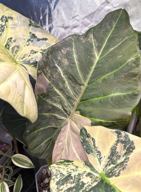 Alocasia Regal Shields Albo Pink Variegated Corm