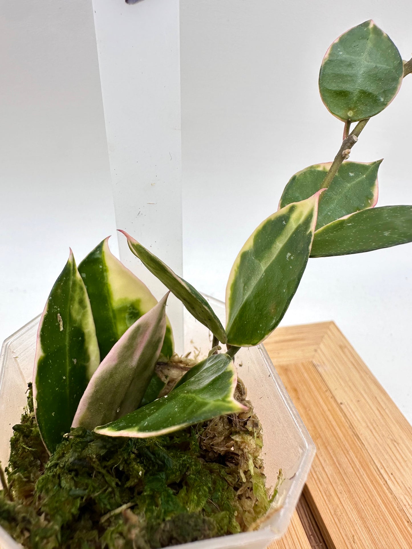 Hoya Lacunosa ‘Asami’ Outer Variegated