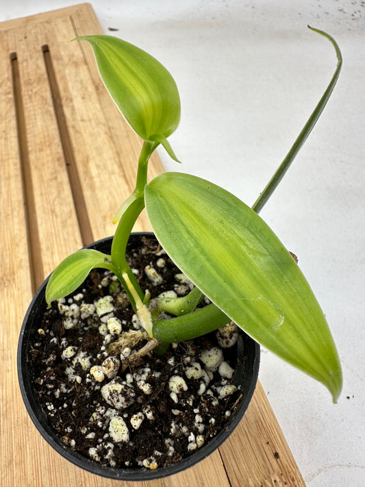 Variegated Orchid Vanilla