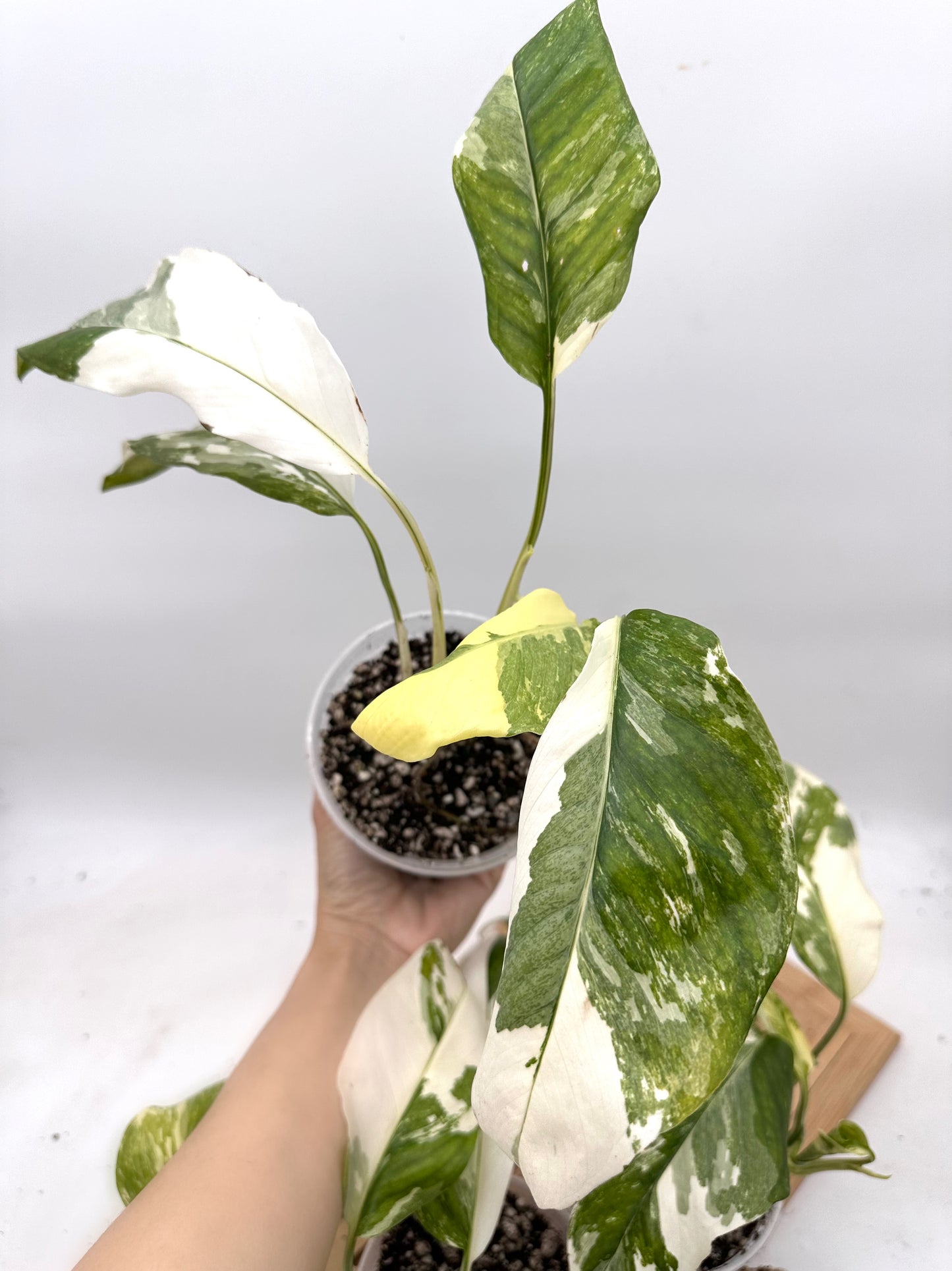 Monstera Lechleriana Variegated