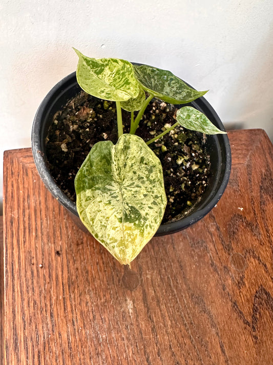 Alocasia Dragon Scale Mint Variegated - 2 growths