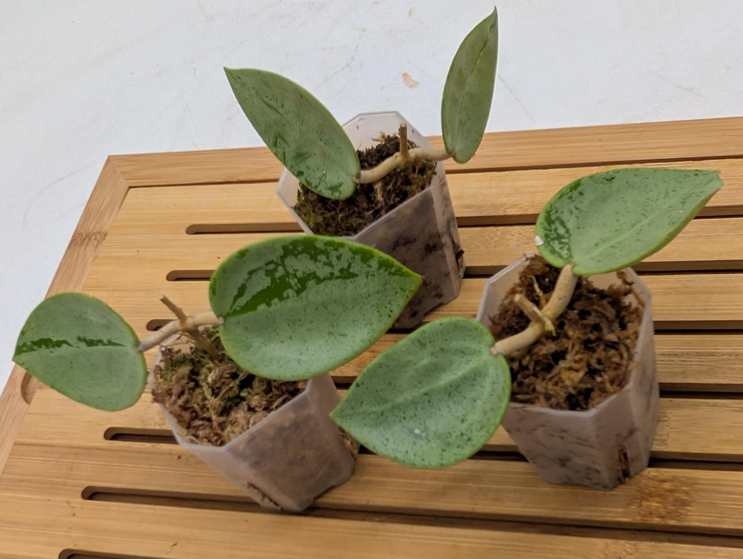 Hoya Verticillata ‘Silver Hearts’