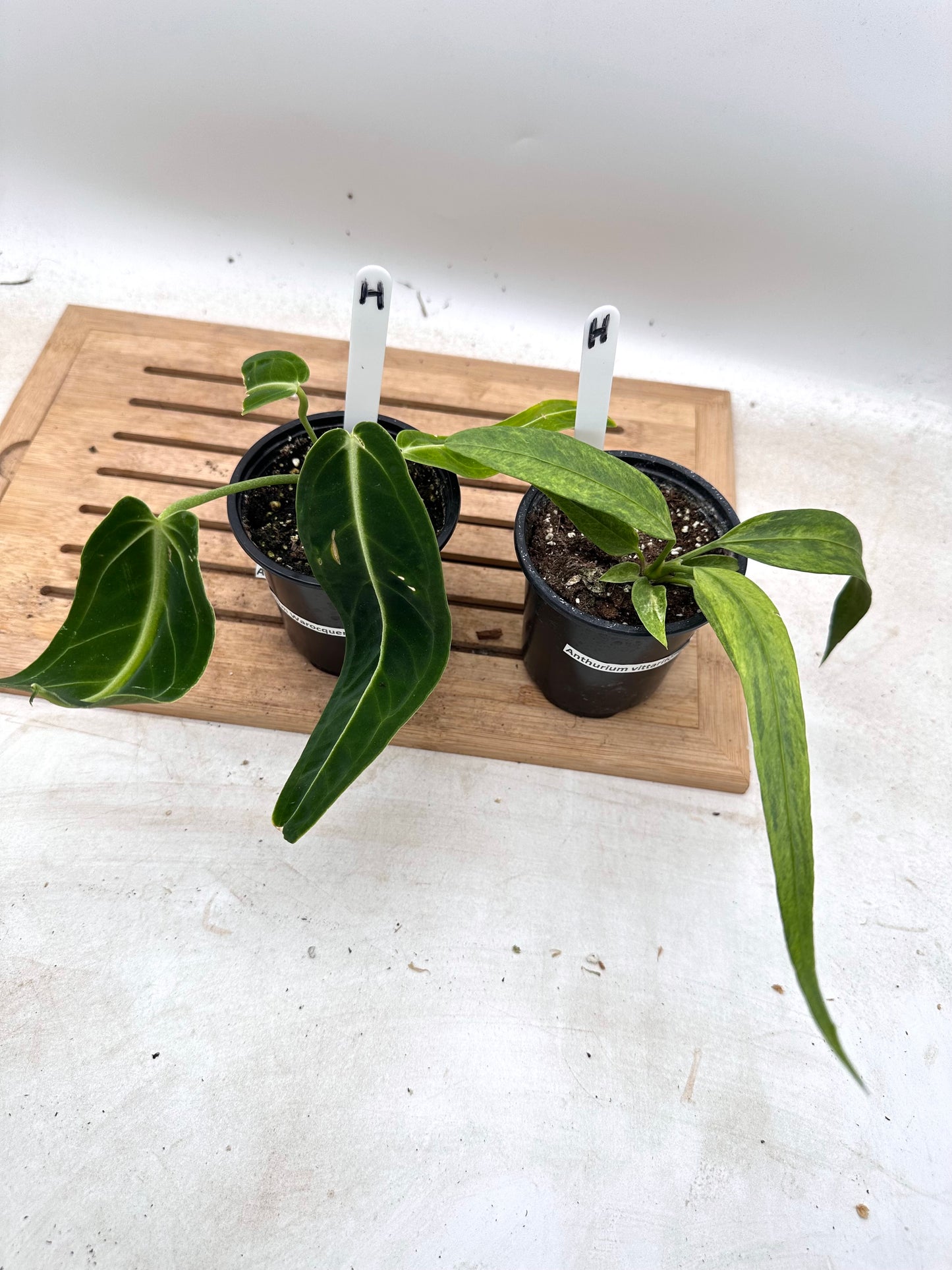 Combo Sale - Anthurium Warrocquenum Queen & Vittarifolium Variegated