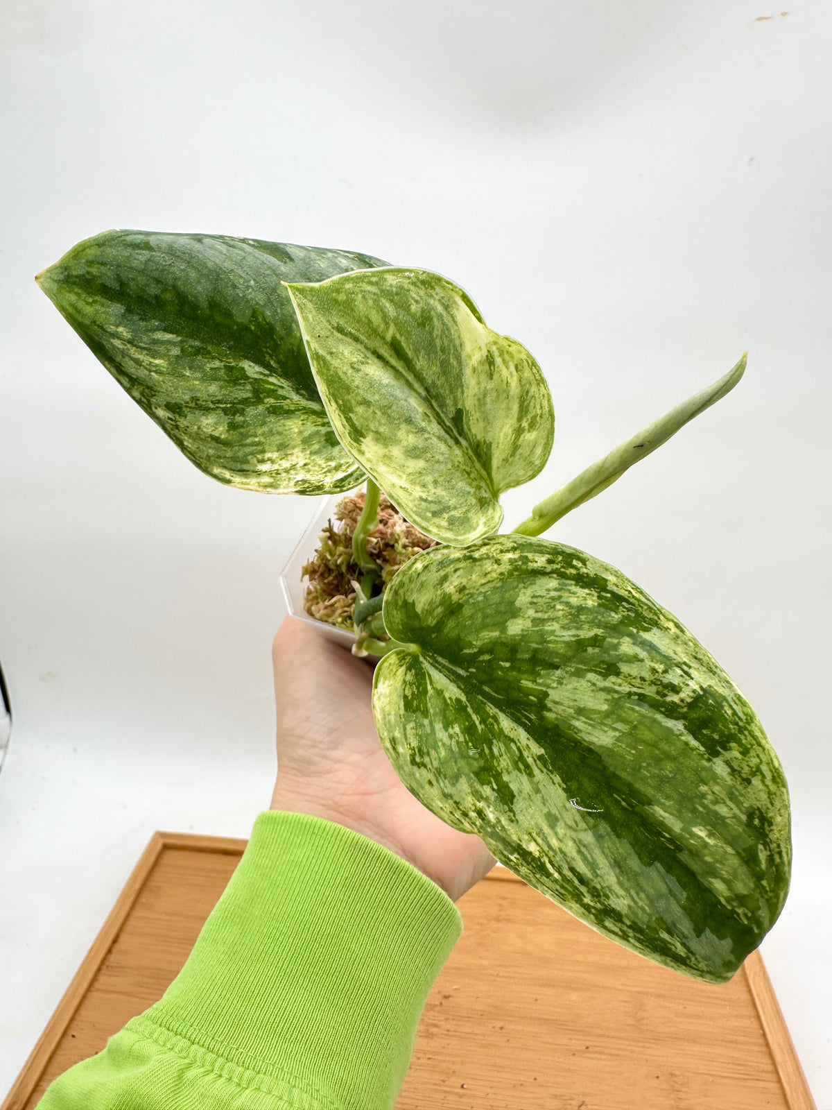 Scindapsus Hologram Variegated