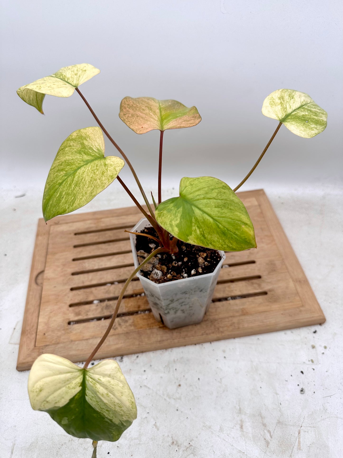 Homalonema Mint Pink Variegated