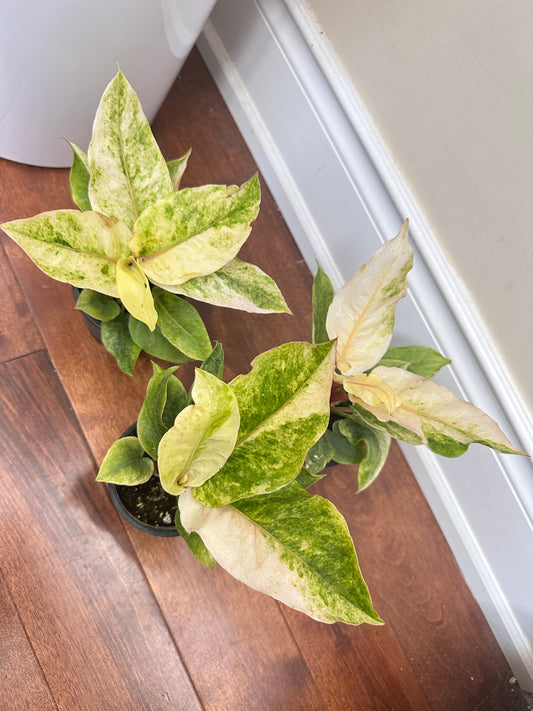 Anthurium Hookerii Variegated
