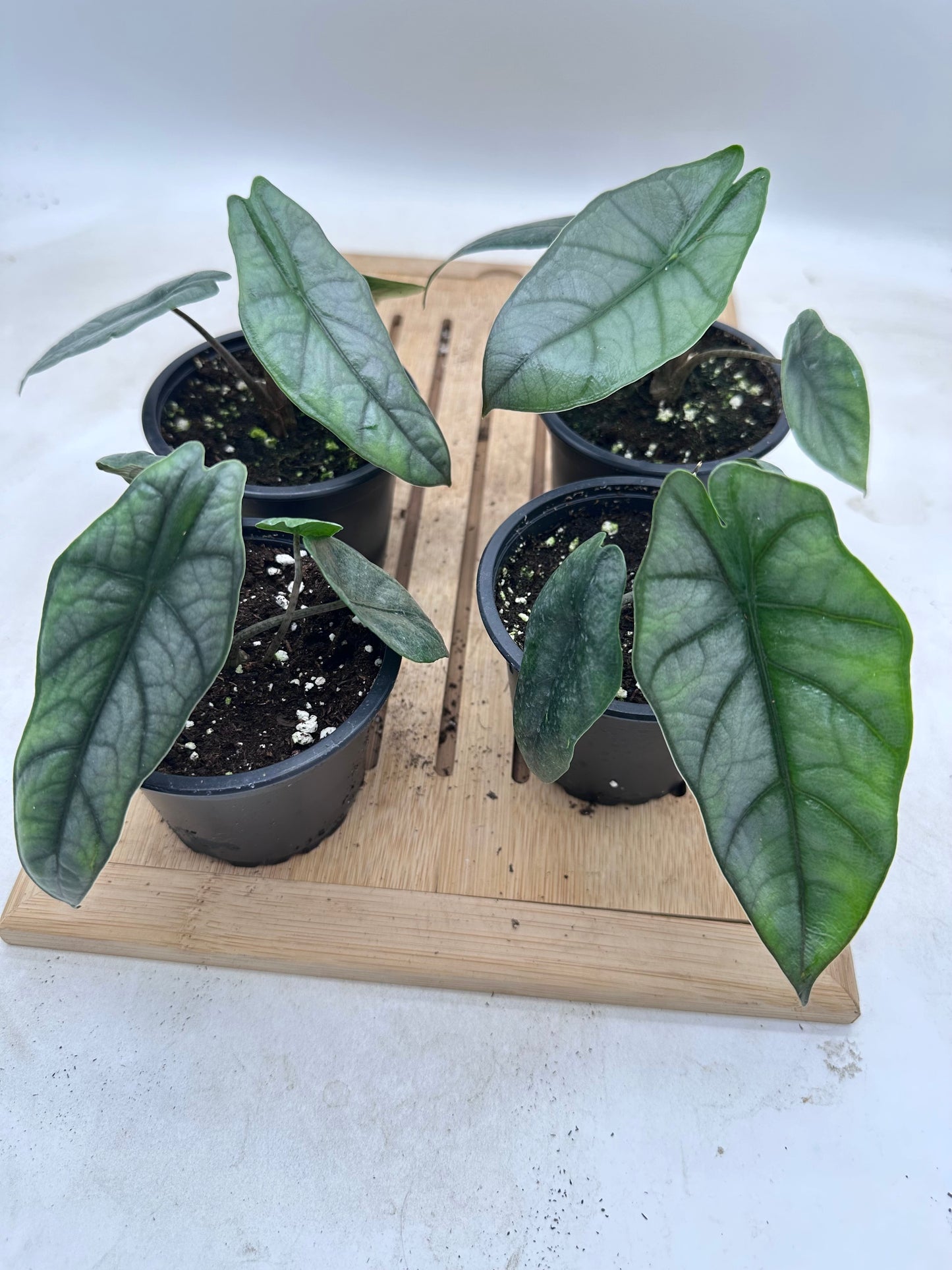 Alocasia Metallic Blue